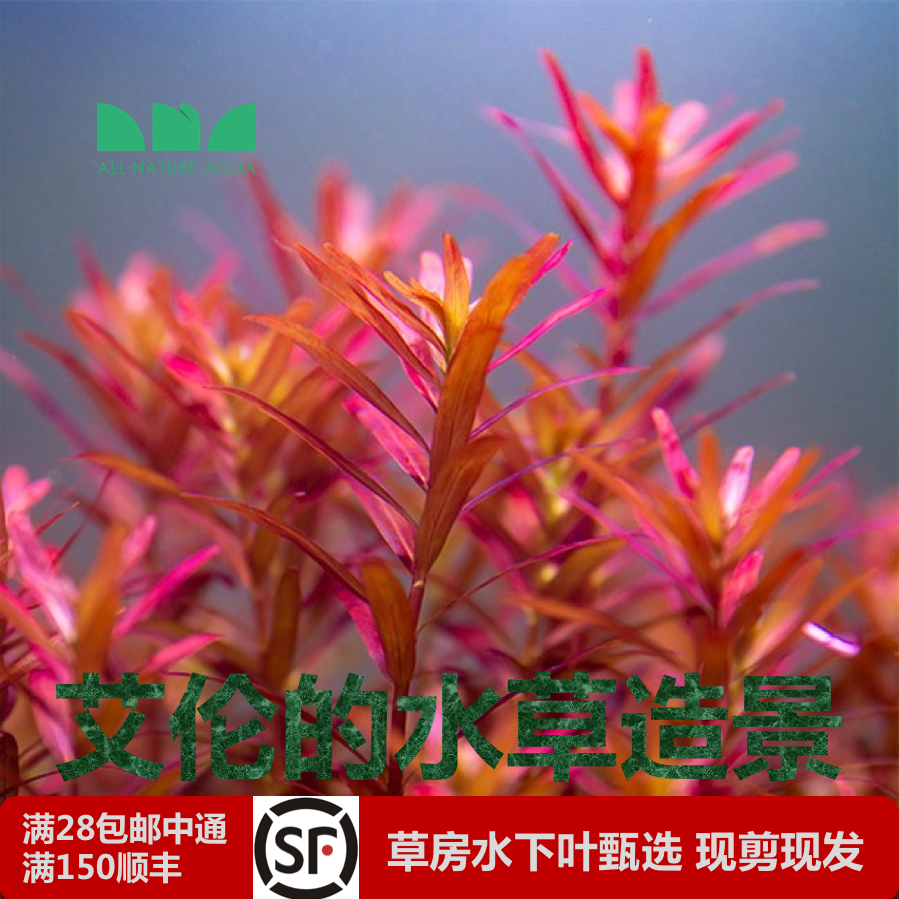 艾伦的水草造景丹麦血红宫廷水下叶中后景红粉云端宫廷荷兰景水草 - 图0