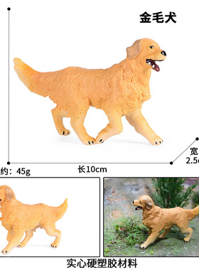 儿童仿真实心动物玩具动物模型金毛寻回犬猎犬宠物狗认知家居摆件