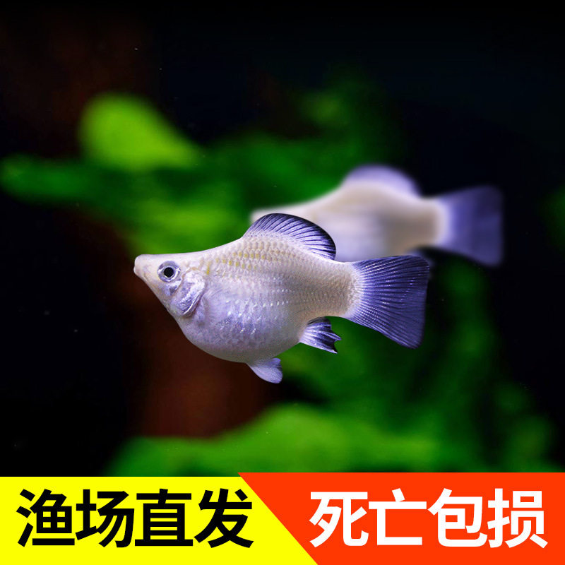 包活好养活小金鱼热带观赏鱼公母组合能繁殖家养小型宠物鱼清洁鱼,淘宝优惠券,粉丝福利购,淘宝优惠卷