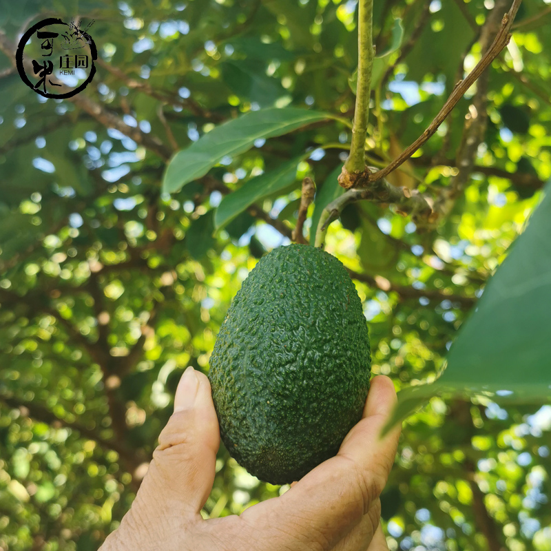 云南新鲜牛油果水果哈斯鳄梨大果现摘应季国产种植水果巨无霸 - 图1