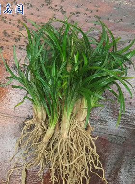 矮麦冬草四季常绿庭院别墅绿化地被植物玉龙草日本矮生麦冬草草坪