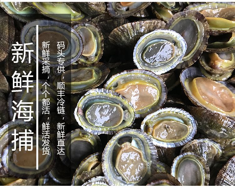 福建霞浦滩涂食用鲜活水产将军鲍海鲜帽斗笠螺石崖小鲍鱼网红厚盏-图2