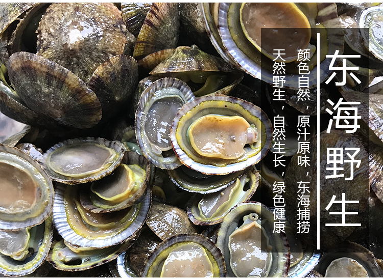 福建霞浦滩涂食用鲜活水产将军鲍海鲜帽斗笠螺石崖小鲍鱼网红厚盏-图3