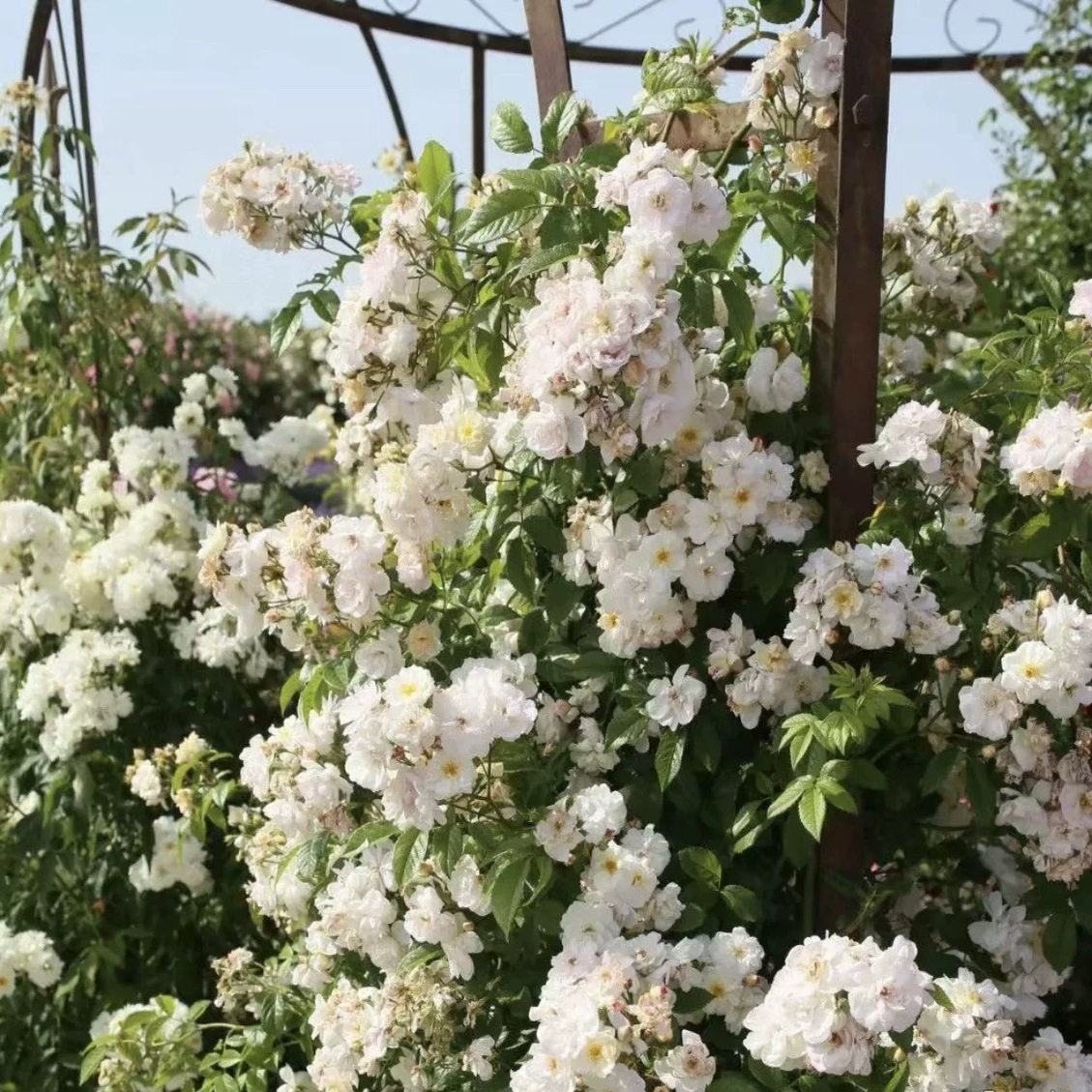 甜蜜剪影 Sweet Siluetta科德斯抗病耐寒藤本月季花,淘宝优惠券,粉丝福利购,淘宝优惠卷