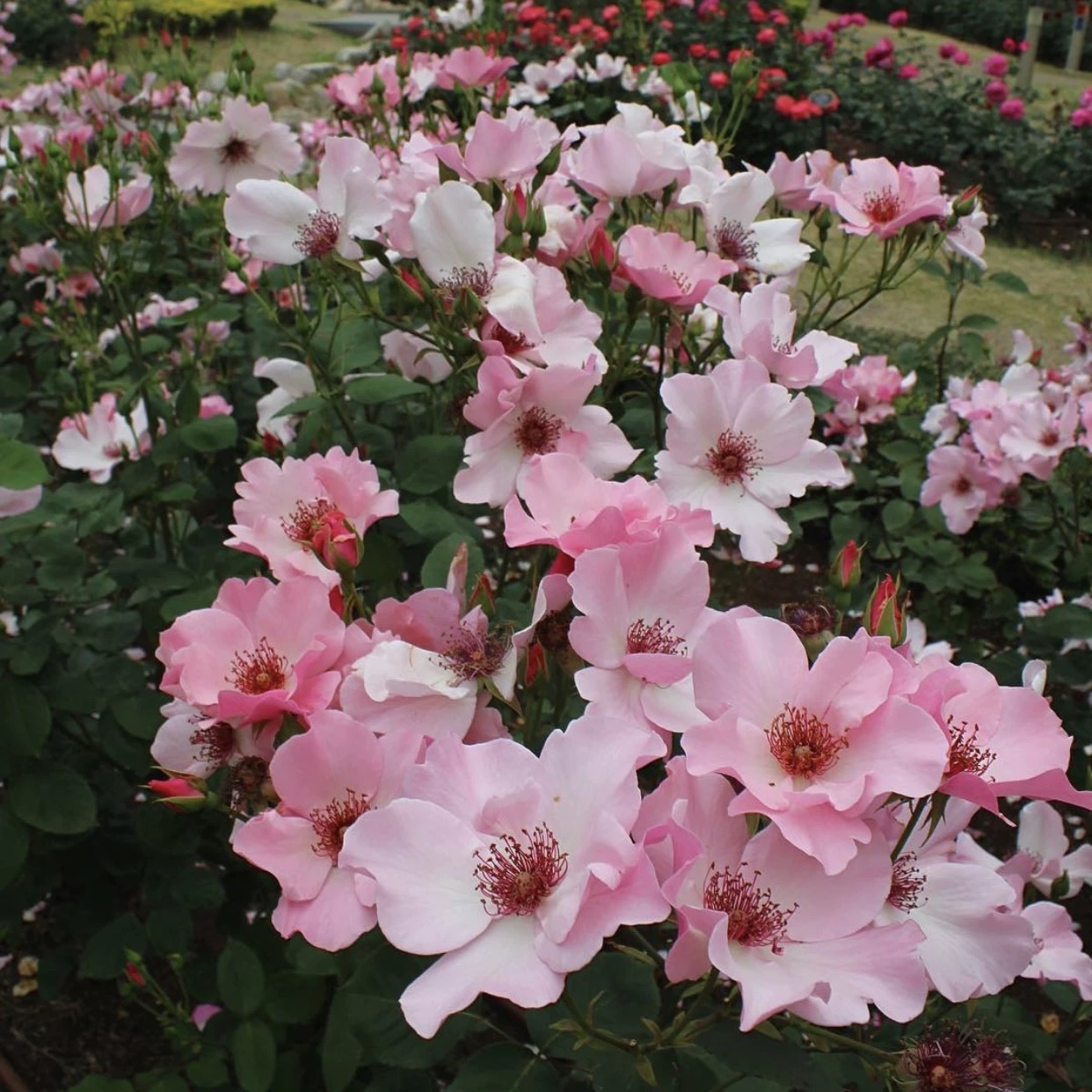 单提贝斯/俏丽贝丝 月季 小苗（灌木 淡香）耐热 单瓣 - 图3