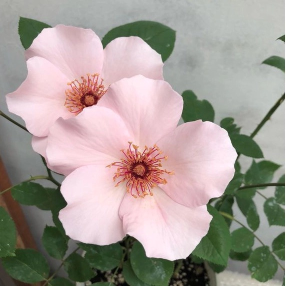 单提贝斯/俏丽贝丝 月季 小苗（灌木 淡香）耐热 单瓣 - 图0