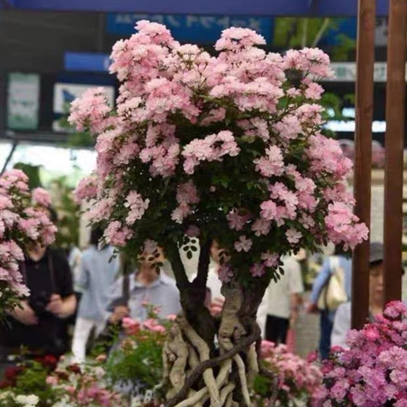 樱坂樱贝月季花卉超级微型月季庭院阳台花园四季开花-图1