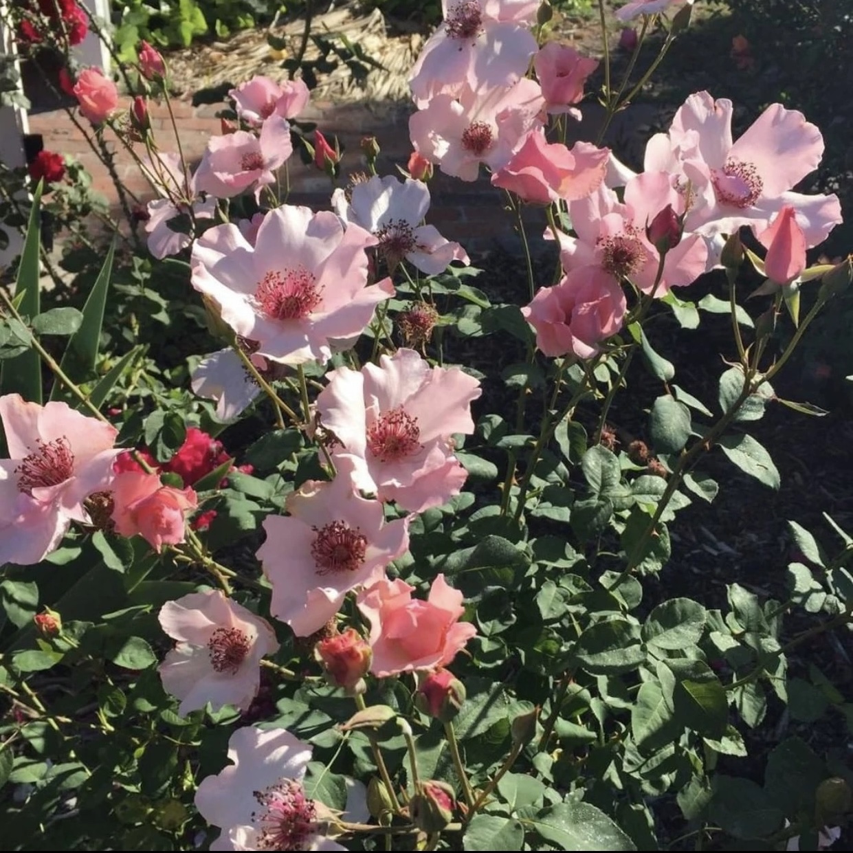 单提贝斯/俏丽贝丝 月季 小苗（灌木 淡香）耐热 单瓣 - 图2