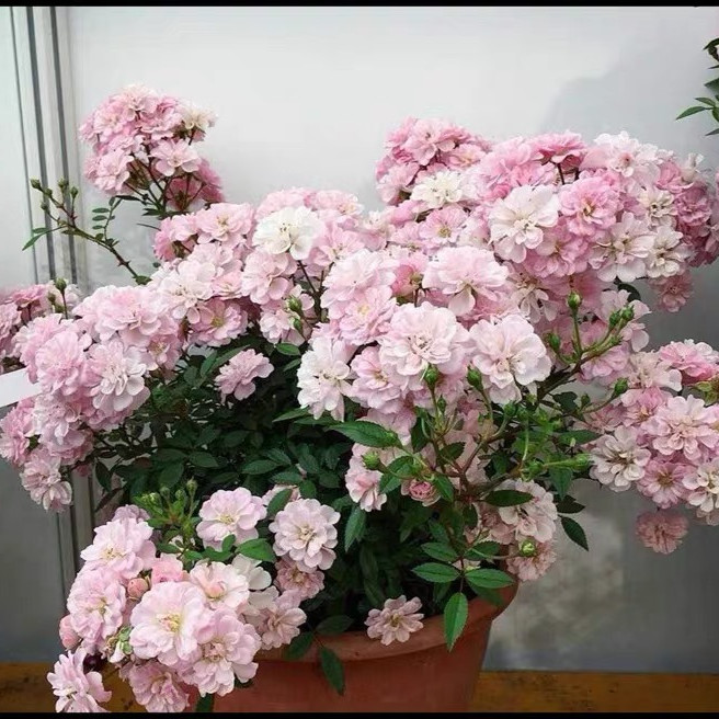 樱坂 樱贝月季花卉超级微型月季庭院阳台花园四季开花 - 图0