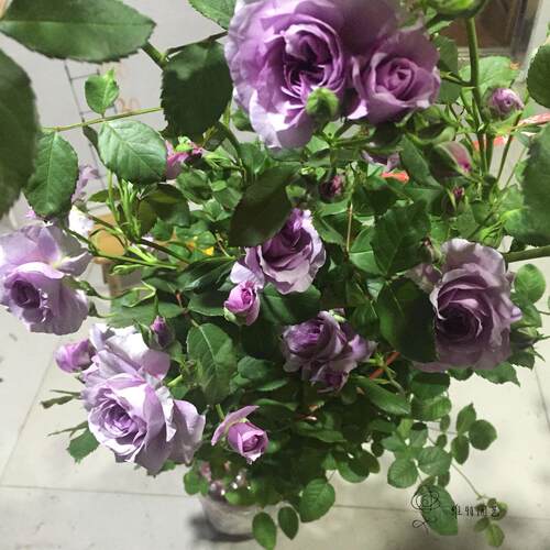 【维特园艺】新日系蓝色藤本月季 薰衣草花环月季花苗 多头多花 - 图2