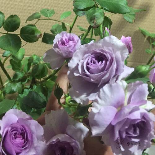 【维特园艺】新日系蓝色藤本月季 薰衣草花环月季花苗 多头多花 - 图1