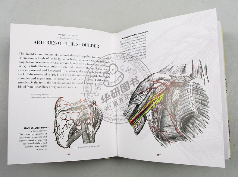 人体解剖指南 英文原版 Anatomy A Complete Guide to the Human Body 英文版 进口原版英语科普读物书籍搭DK系列儿童艺术百科全书 - 图1