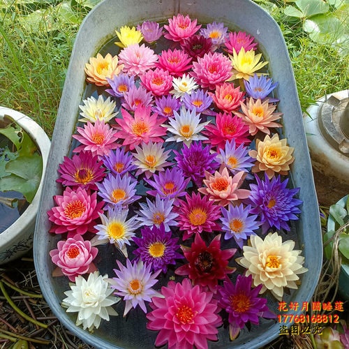 睡莲荷花莲花原土原盆带花苞成品苗开花水养池塘阳台水生植物根块 - 图1