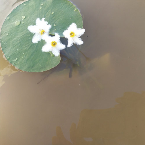 包邮一叶碗莲一叶莲水培植物一片莲种子睡莲室内水养水莲四季浮萍 - 图2