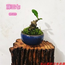 Vines 37 miniature minibonsai palm to play with thumb basin Show Precious green plant Multi-meat Immortality Small Leaf Hydropony
