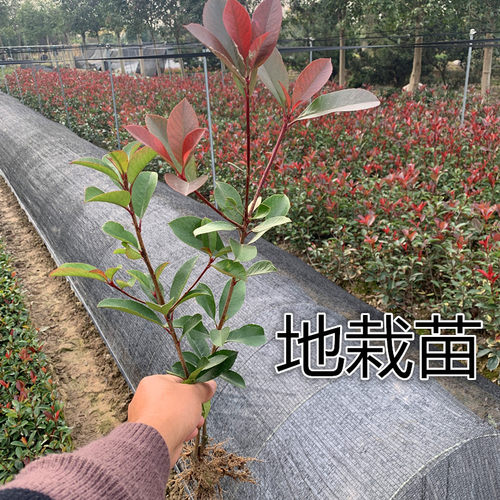 红叶石楠树苗小苗球形庭院火焰红四季常青绿篱笆彩色工程绿化苗木 - 图2
