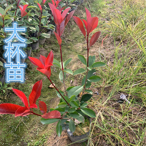 红叶石楠树苗小苗球形庭院火焰红四季常青绿篱笆彩色工程绿化苗木 - 图1