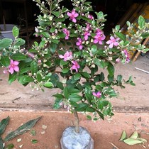 Peach Golden Lady Sapling Plant Potted Plant Potted Plant Potted Plant Potted Plant Potted Plant Potted Plant Potted Plant Potted Plant Potted Plant Potted Plant Potted Plant Potted Plant Potted Plant Flowers In South China