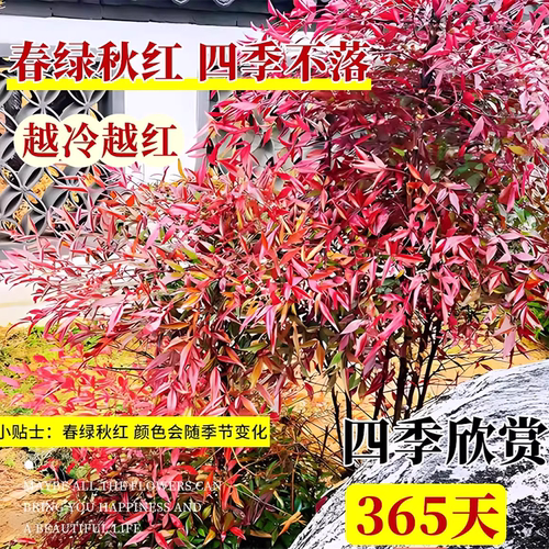 园林绿化苗木南天竹树苗室内外盆栽地栽庭院植物老桩盆景四季好养 - 图0