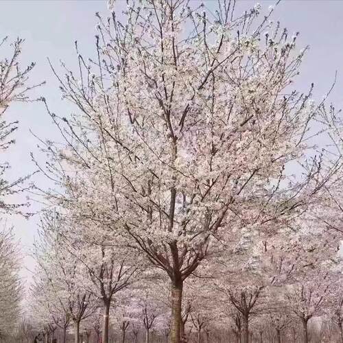 染井吉野樱花树日本樱花树苗庭院大樱花树南方北方庭院耐寒樱花苗 - 图1