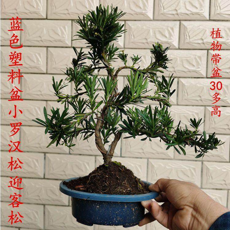 罗汉松盆栽小叶雀舌罗汉松绿植花卉室内造型树苗老桩阳台常青盆景,淘宝优惠券,粉丝福利购,淘宝优惠卷
