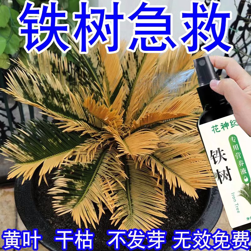 铁树专用肥料硫酸亚铁铁树叶子发黄专用营养液喜酸药花卉盆栽通用 - 图0