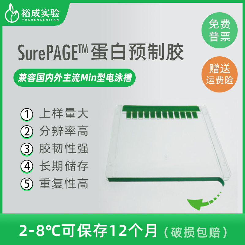 金斯瑞 Genscript SurePAGE蛋白预制胶 SDS-PAGE电泳凝胶板梯度胶-图1