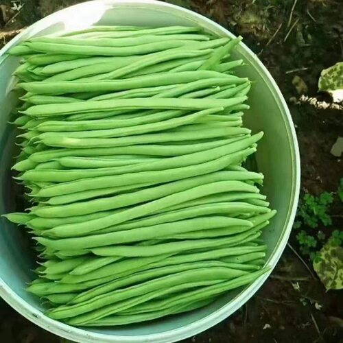 早熟高产特嫩四季豆种籽豆荚扁圆形芸豆角种子肉厚耐运输蔬菜种孑 - 图0