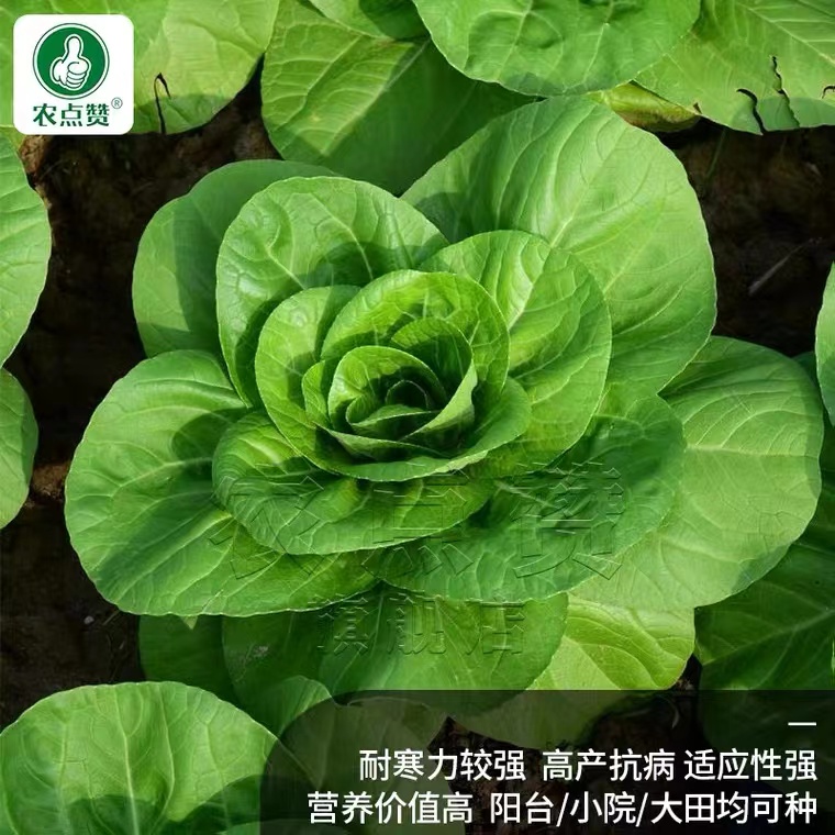 秋季南京矮脚黄菜籽白梗青菜种籽大全耐寒小白菜种子奶白菜种孑-图2