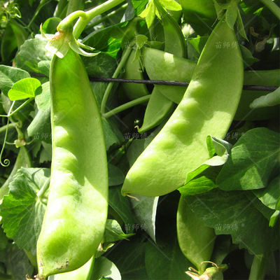 荷兰豆种籽种子豌豆苗四季甜老品种豌豆种籽孑籽种蚕豆菜籽尖碗豆 - 图2