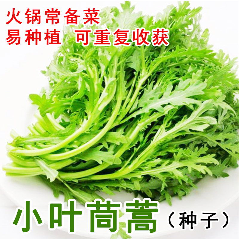 小叶茼蒿种子大全农家茼蒿种籽菜籽四季皇帝菜种苗青菜蔬菜种孑-图1