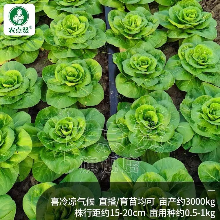 秋季南京矮脚黄菜籽白梗青菜种籽大全耐寒小白菜种子奶白菜种孑-图1