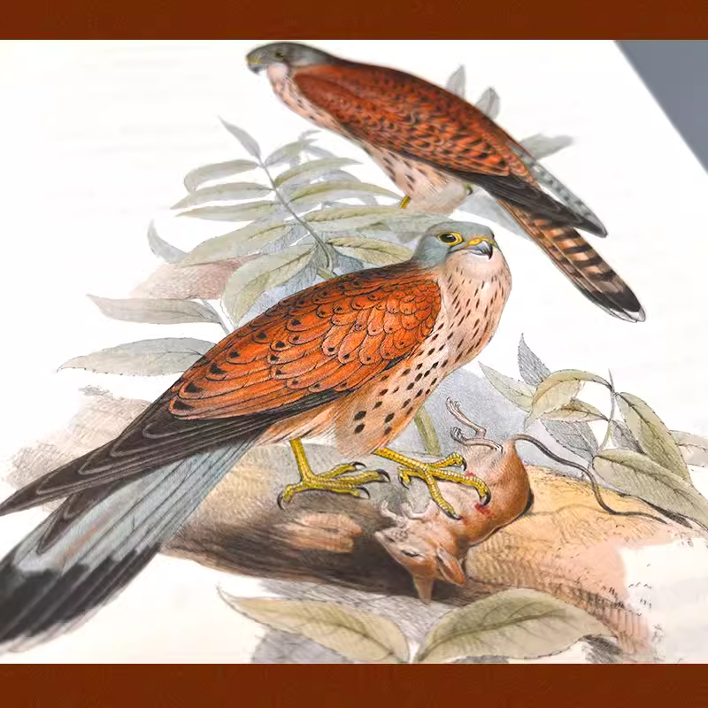 世界鸟类图鉴（全5册 全彩插图 硬壳精装版）精美函套，涵盖世界五大洲鸟类，一套百科科普读物，三大鸟类学家传世著作,淘宝优惠券,粉丝福利购,淘宝优惠卷