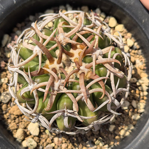 花荷尚农场狂刺强刺仙人球稀有品种一物一拍多肉植物黑刺粗刺植物 - 图0