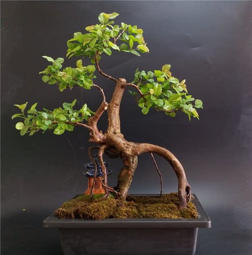 小叶红芽雀梅盆景 精品雀梅老桩 怪桩盆景桌面小型盆栽 矮霸 阳台 - 图2