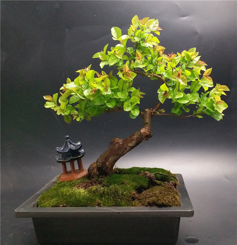 小叶红芽雀梅盆景 精品雀梅老桩 怪桩盆景桌面小型盆栽 矮霸 阳台 - 图1