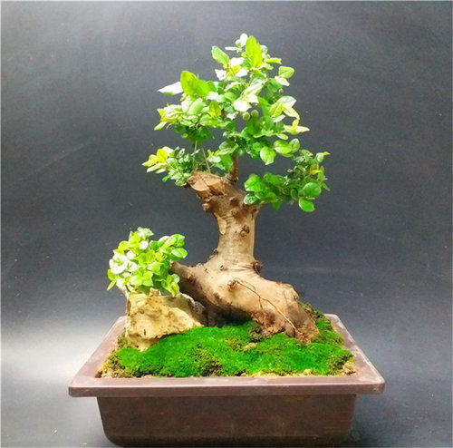 小叶红芽雀梅盆景 精品雀梅老桩 怪桩盆景桌面小型盆栽 矮霸 阳台 - 图0