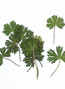压花干花押花滴胶diy植物标本