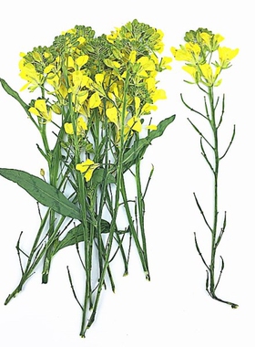 油菜花干花香薰手工diy植物标本