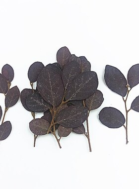 树叶叶片干花押花植物标本diy