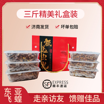 Gift box Fresh Grasshopper Pure Mother To Wings with seed Grasshopper Frozen East Asian Fly Locust Grasshopper Grasshopper High Protein Edible Kun