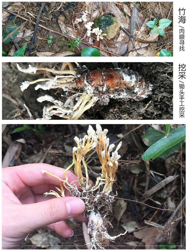 2025新采野生金蝉花500g婵花蝉花虫草孢子粉知了花金蚕花官方正品,淘宝优惠券,粉丝福利购,淘宝优惠卷