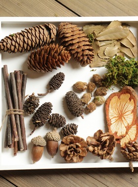 ZAKKA复古拍照道具森女手工DIY材料包天然微景观小树枝橡果 C33