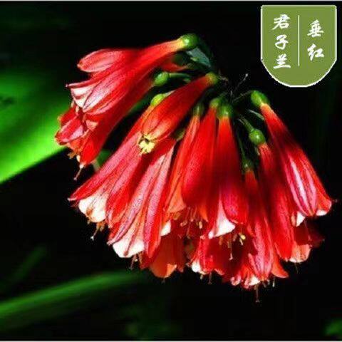 【当年开花】君子兰盆栽花卉好养室内植物花卉阳台客厅植物招财 - 图2