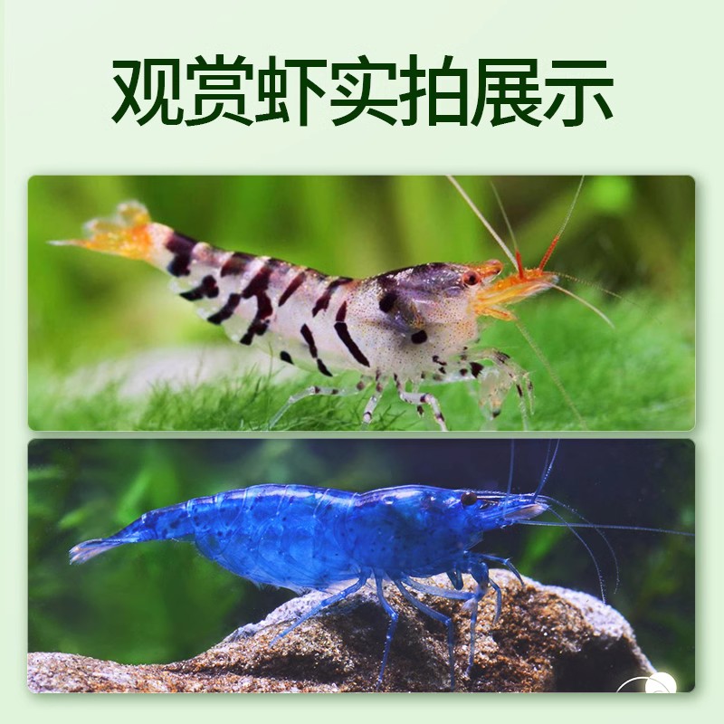 蓝宝石虾黑壳虾除藻虾鲜活观赏虾苗淡水樱花虾极火小虾鱼缸水晶虾 - 图3