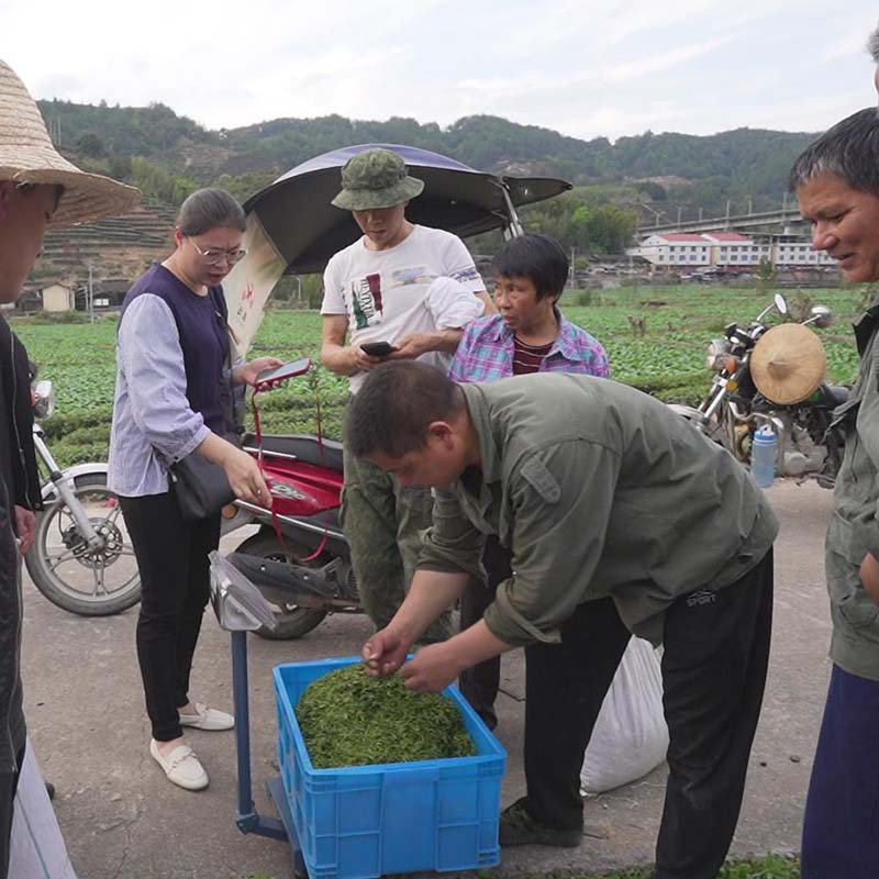 【春茶梅占金骏眉】2024叶坑山场陈师傅定制，花香醇厚甜润125g - 图0