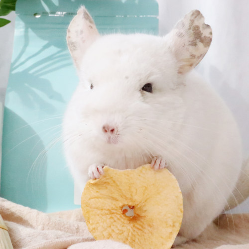 小宠物兔子豚鼠龙猫苹果干苹果片零食自家种植店主手工制作无添加 - 图0