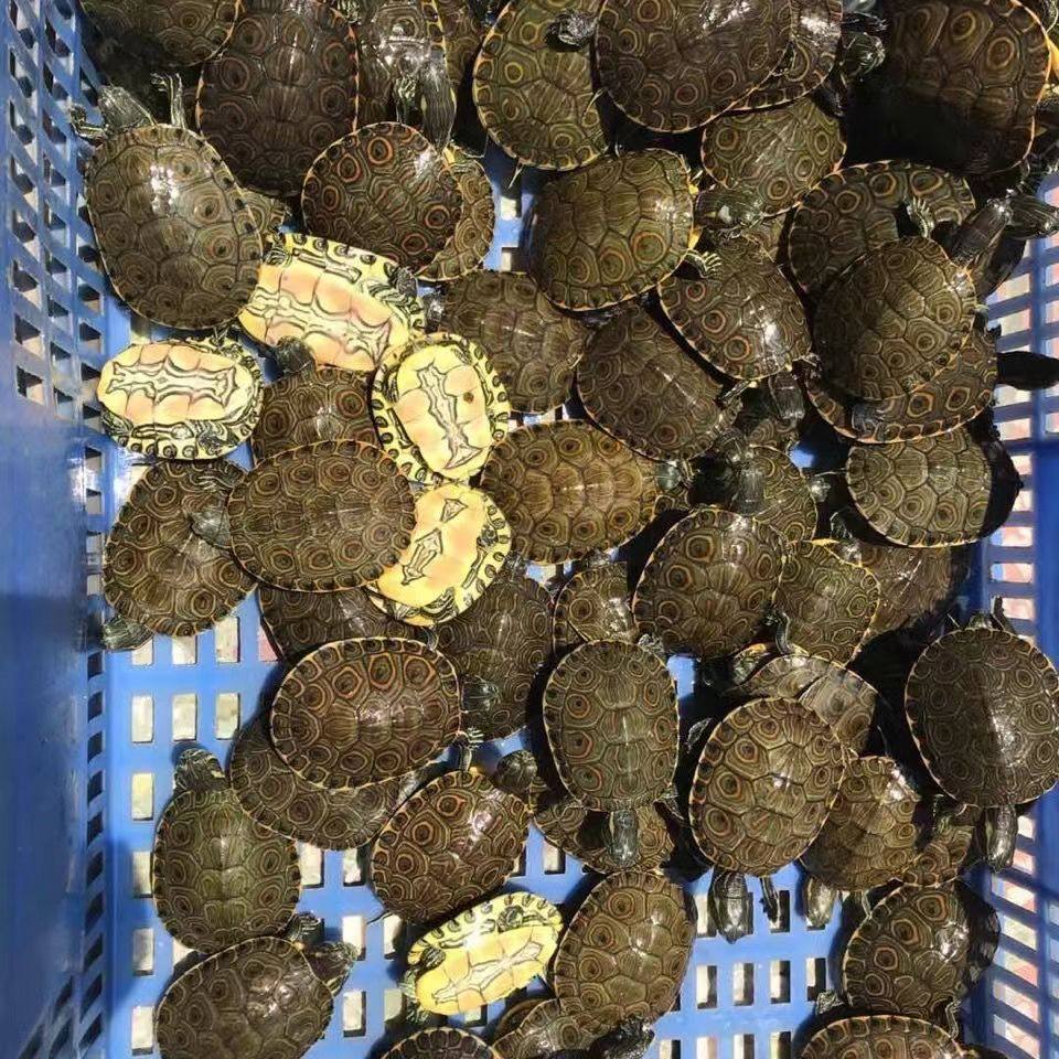 大河甜甜圈龟鱼缸混养活物乌龟深水龟小乌龟网红宠物观赏龟,淘宝优惠券,粉丝福利购,淘宝优惠卷