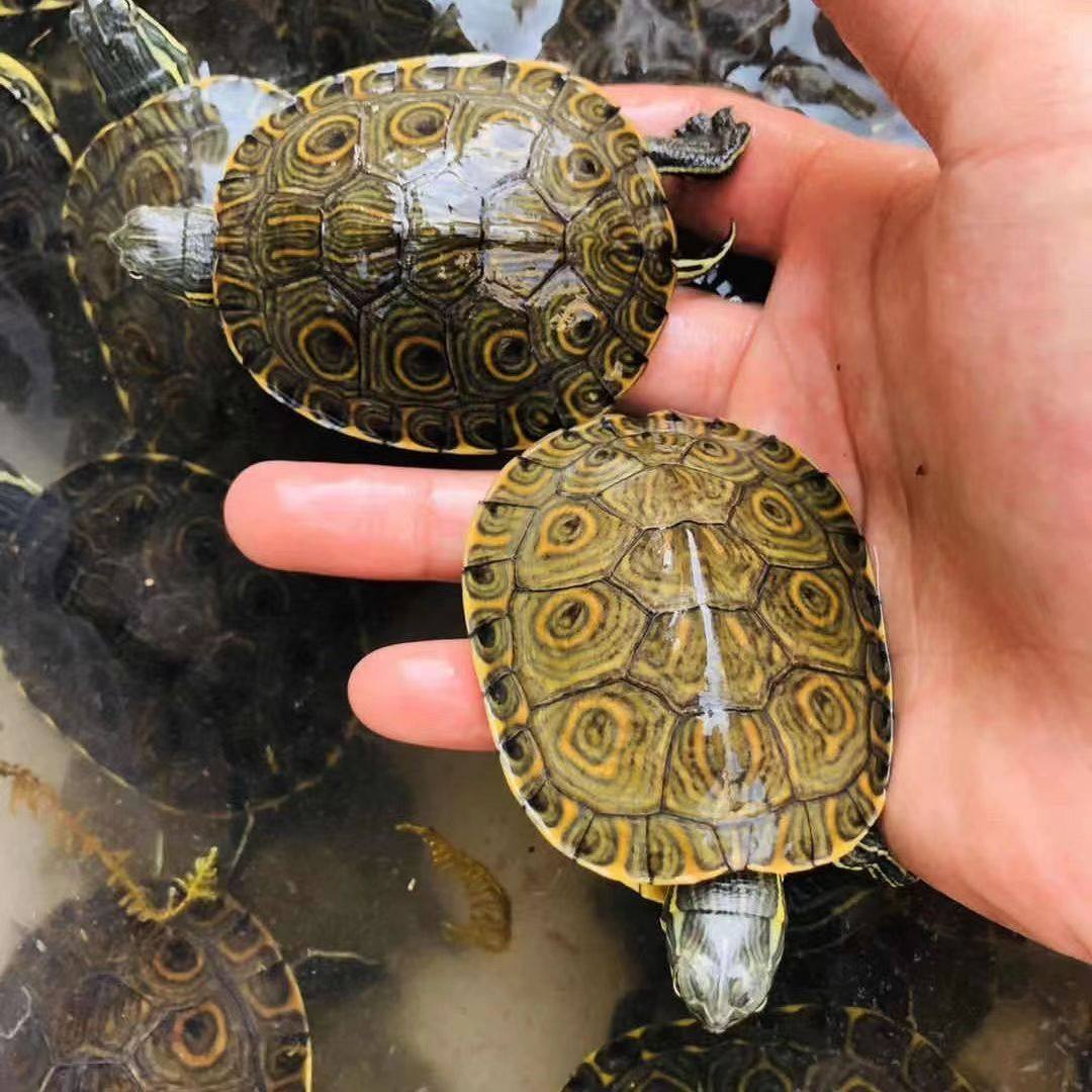 大河甜甜圈龟鱼缸混养活物乌龟深水龟小乌龟网红宠物观赏龟,淘宝优惠券,粉丝福利购,淘宝优惠卷