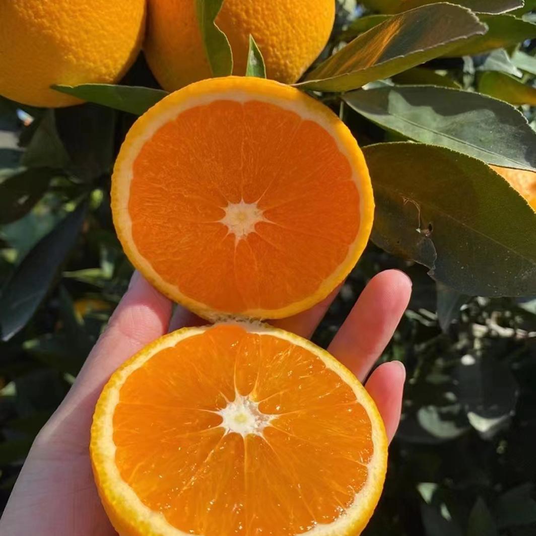 湖北秭归九月红果冻橙新鲜橙子现摘小果孕妇应季水果脐橙整箱包邮-图1